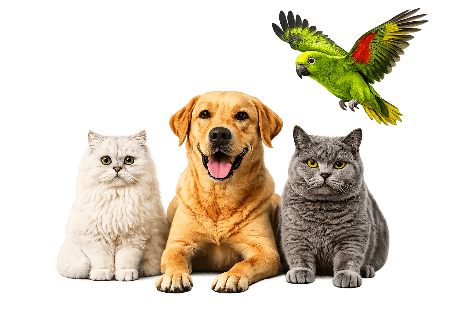 Happy pets at Furr & Feather's Hospital